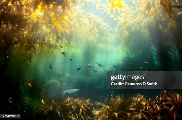 seagrass and fish in water, santa cruz island, california, usa - meeresalge stock-fotos und bilder