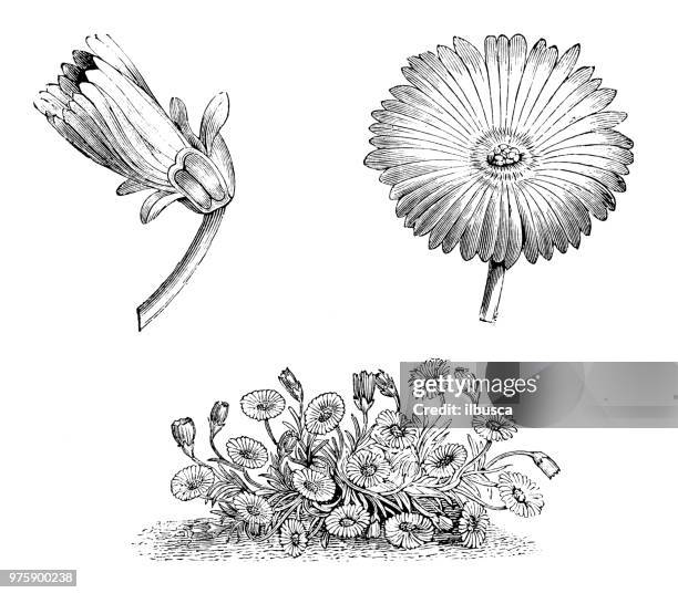 ilustrações de stock, clip art, desenhos animados e ícones de botany plants antique engraving illustration: mesembryanthemum tricolorum - barrilha