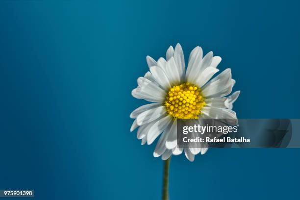 blue & yellow - batalha stock pictures, royalty-free photos & images