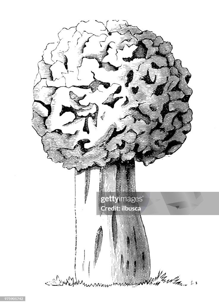 Botany plants antique engraving illustration: Morel, Morchella Esculenta