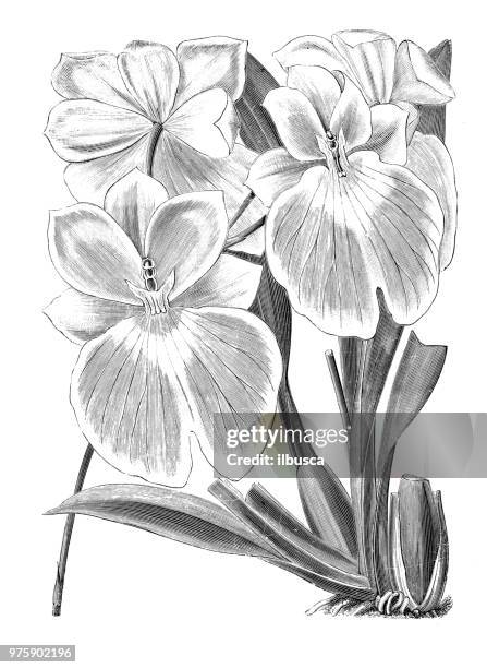 144点のパンジー蘭のストックフォト Getty Images 144点のパンジー蘭のストックフォト Getty Images