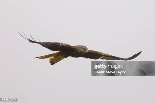 red kite - galápagosbuizerd stockfoto's en -beelden