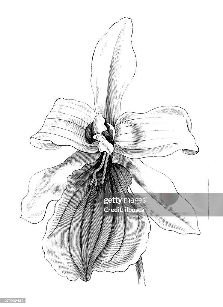 植物植物アンティーク彫刻イラスト: ミルトニアについて