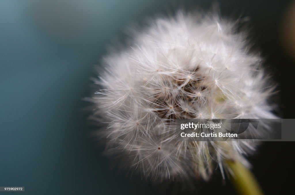 Seeded in softness