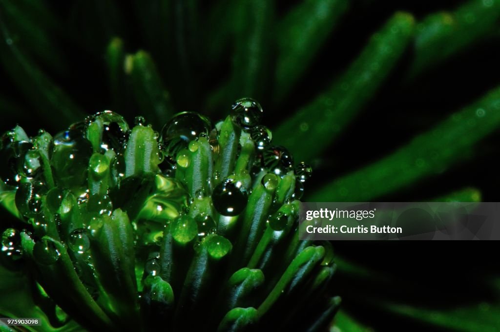 Droplets