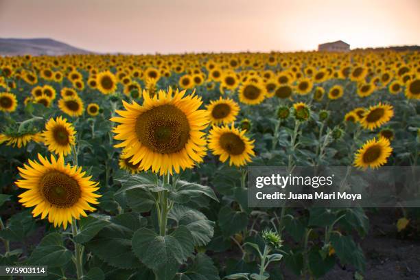 field of sunflowers in a village in the province of jaén. spain - jaen province stock-fotos und bilder