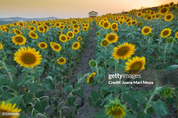 field of sunflowers in a village in the province of jaén. spain - jaen province stock-fotos und bilder