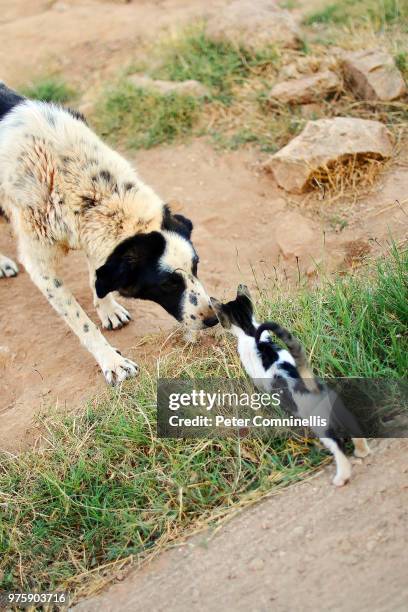 Race Cat Photos and Premium High Res Pictures - Getty Images