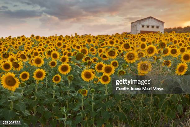 field of sunflowers in a village in the province of jaén. spain - jaen province stock-fotos und bilder