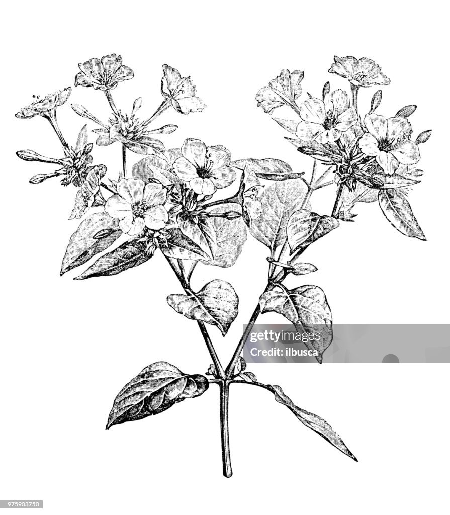 Botany plants antique engraving illustration: Mirabilis jalapa, marvel of Peru