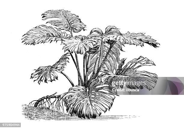 illustrazioni stock, clip art, cartoni animati e icone di tendenza di botanica piante antica illustrazione incisione: monstera deliciosa, impianto di macedonia, ceriman - monstera