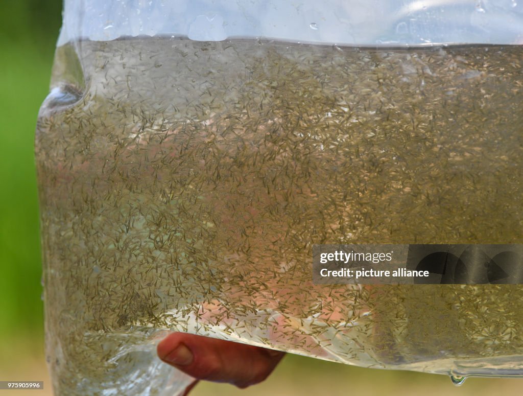 Carp Hatchlings