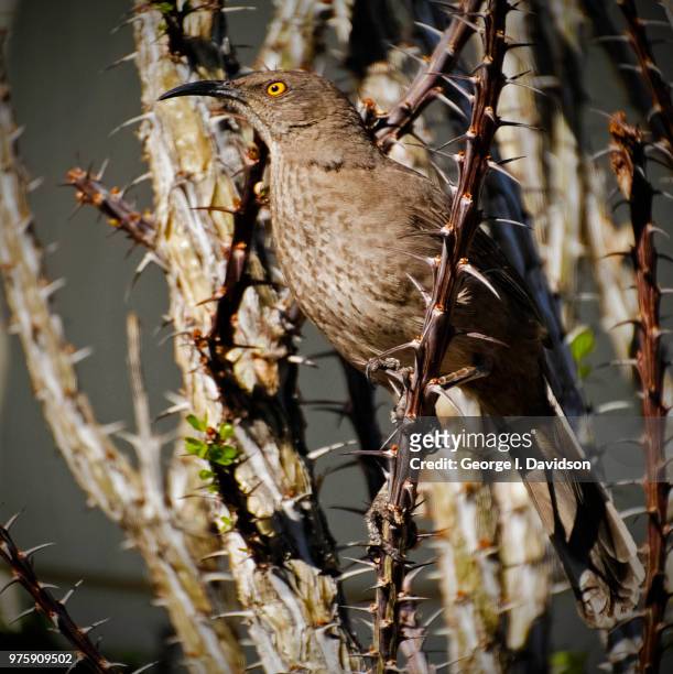 curved billed thrasher - thrasher stock pictures, royalty-free photos & images