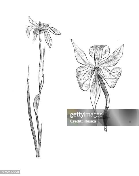 botany plants antique engraving illustration: dietes iridioides, african iris, cape iris, fortnight lily, morea iris, wild iris, dietes, moraea iridioides - african-iris-plant stock illustrations
