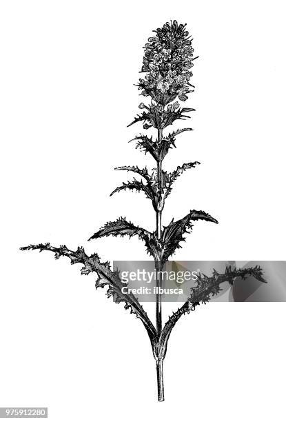botany plants antique engraving illustration: morina longifolia, himalayan whorlflower - morina stock illustrations