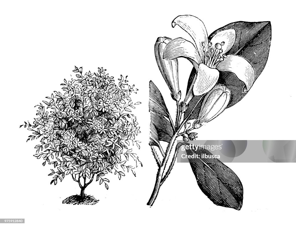 Botany plants antique engraving illustration: murraya exotica