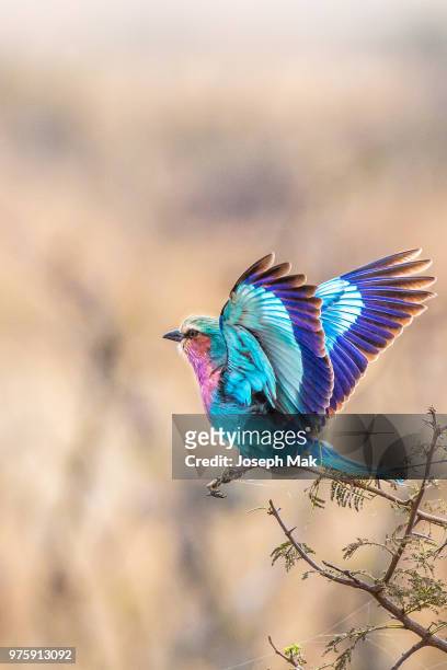 lilac breasted roller in flight - lilabröstad blåkråka bildbanksfoton och bilder