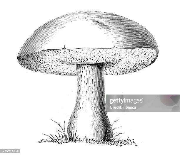 ilustrações de stock, clip art, desenhos animados e ícones de botany plants antique engraving illustration: boletus edulis, porcini - cogumelo comestível