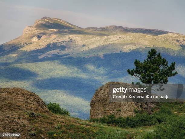 pine (pinus) and rocks with forest covered mountain in background, demerdgi, chatyr-dag, crimea, ukraine - dag photos et images de collection