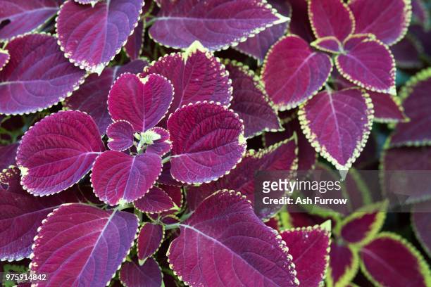 fringe ii - coleus stock pictures, royalty-free photos & images