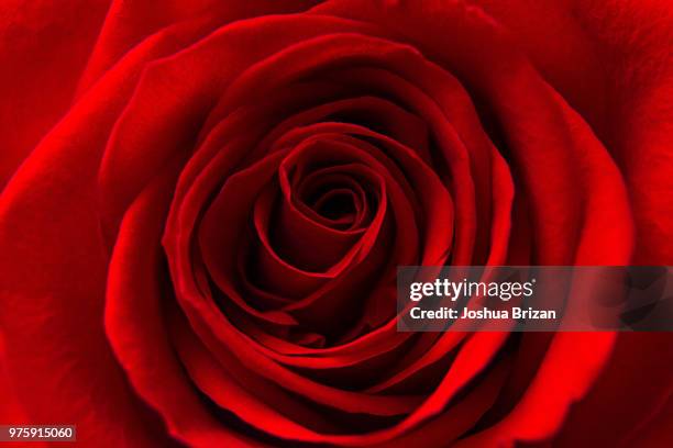 red red rose - joshua rose stock pictures, royalty-free photos & images