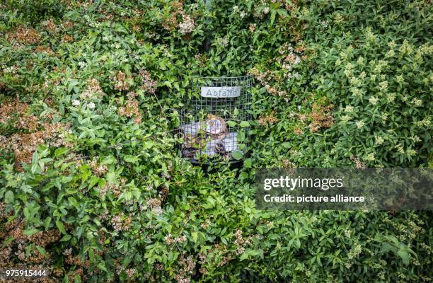 May 2018, Germany, Schwalbach am Taunus: A wastebasket in an overgrown hedge. Photo: Frank Rumpenhorst/dpa