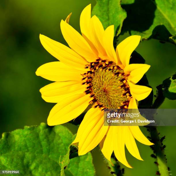 sunflower - girasol común fotografías e imágenes de stock