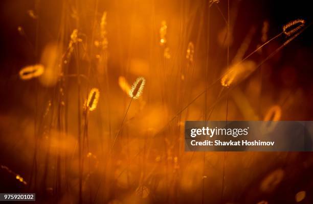 golden grass. - shavkat stock pictures, royalty-free photos & images