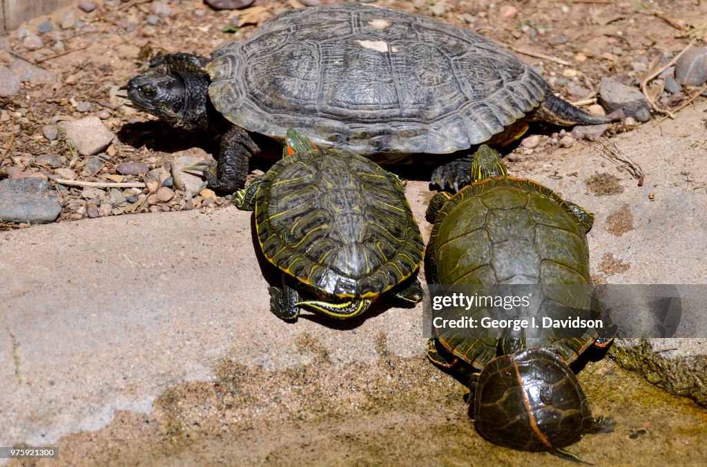 Turtle Family