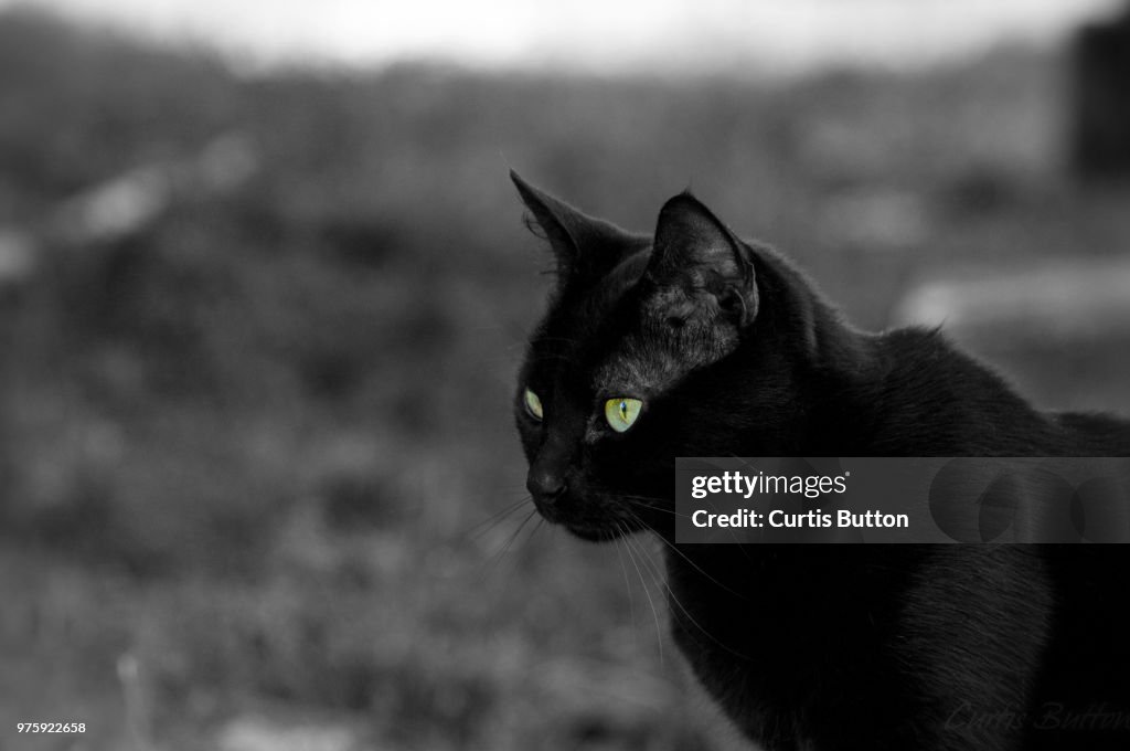 Green Eyes