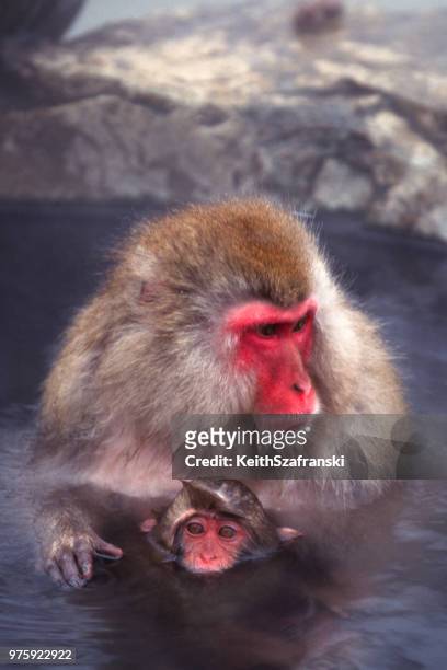 bathing baby (japanese macaque) - female animal stock pictures, royalty-free photos & images