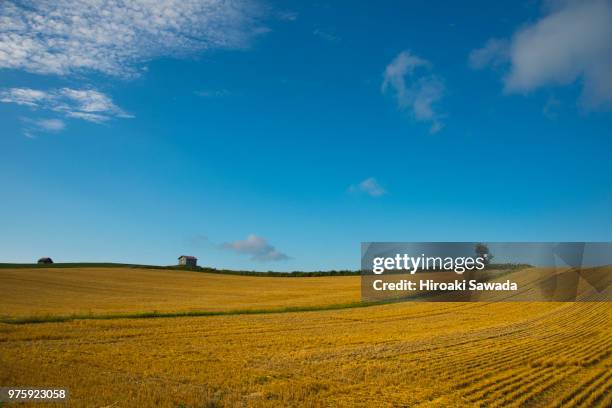 wheat field under blue sky - grass patch stock pictures, royalty-free photos & images
