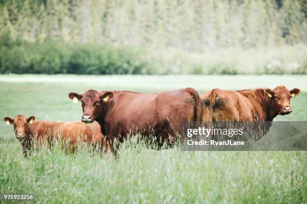 beef cattle in idaho countryside - beef stock pictures, royalty-free photos & images