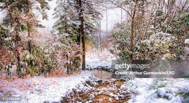 snow by a rivulet, pocono mountains, pennsylvania - montanhas pocono imagens e fotografias de stock