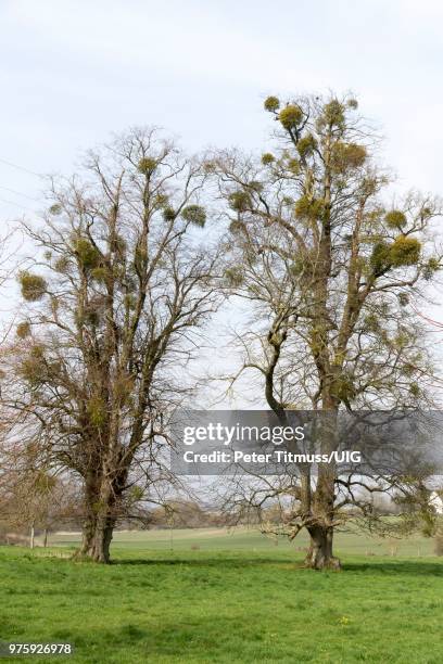 mistletoe growing on trees at idsworth hampshire england uk - south downs national park stock pictures, royalty-free photos & images