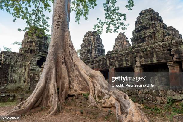 giant tree roots at banteay kdei temple, angkor, cambodia - banteay kdei stock pictures, royalty-free photos & images