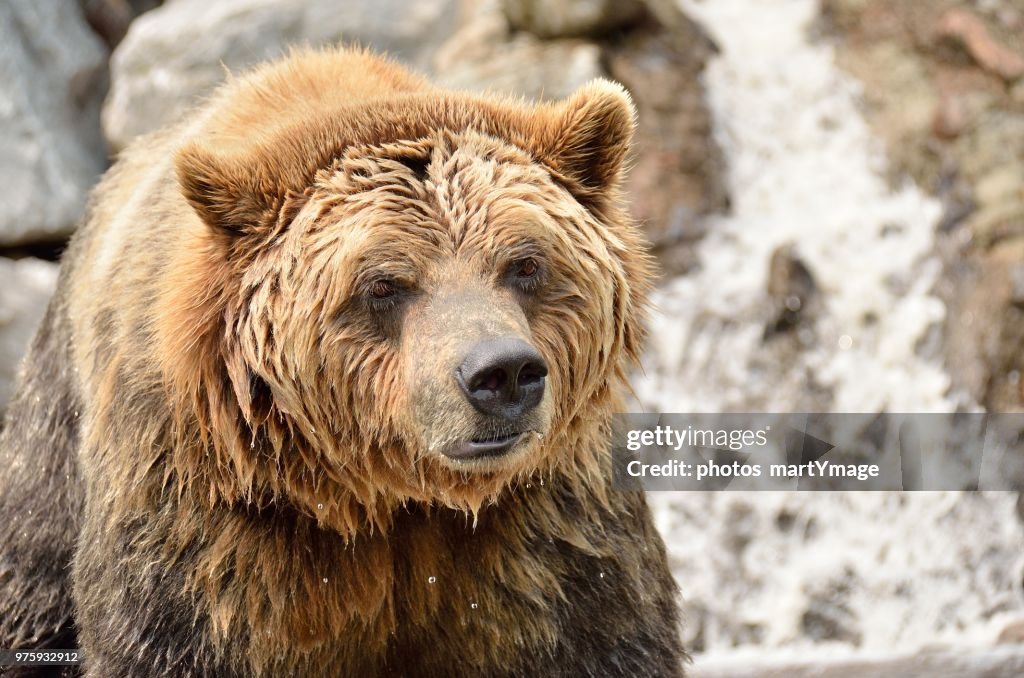 Portrait of grizzly bear