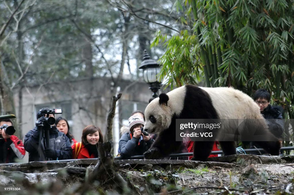 US-Born Panda Taishan Meets Public In Sichuan