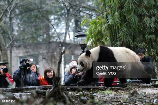 Taishan, a giant panda born in the United States, looks out around his enclosure in the Ya'an Bifeng Gorge Breeding Base of the Wolong Giant Panda...