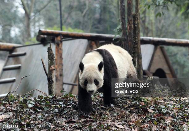 Taishan, a giant panda born in the United States, looks out around his enclosure in the Ya'an Bifeng Gorge Breeding Base of the Wolong Giant Panda...