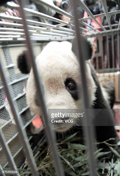 Taishan, a giant panda born in the United States, looks out from his cage in the Ya'an Bifeng Gorge Breeding Base of the Wolong Giant Panda...