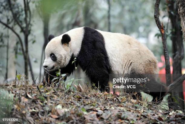 Taishan, a giant panda born in the United States, looks out around his cage in the Ya'an Bifeng Gorge Breeding Base of the Wolong Giant Panda...