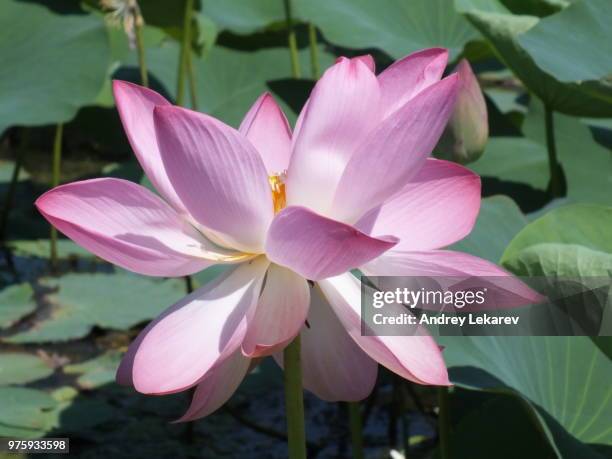 close-up view of pink lotus flower in bloom, astrakhan, russia - volga stock-fotos und bilder