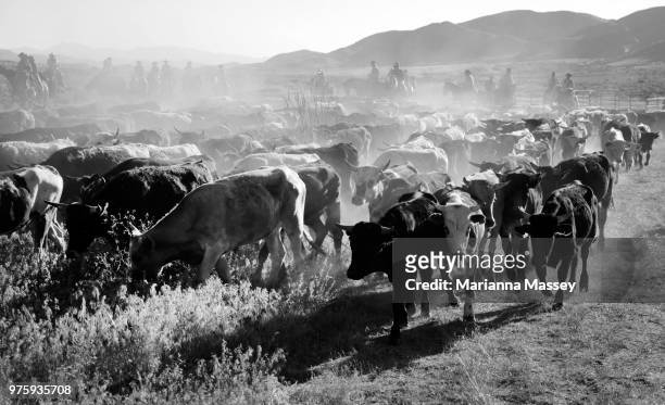 Cattle are released from the coral on the last day of the drive as they make their way toward Reno on June 14, 2018 in Reno, Nevada. The Reno Rodeo...