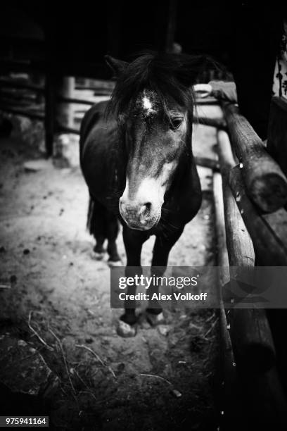 Spring Farm Sad 631 Sad Farm Animals Stock Photos, High-Res Pictures, and Images ...
