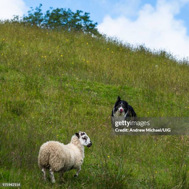 sheep herding on the edge of the village of carrick, ireland. - sheep ireland stock pictures, royalty-free photos & images