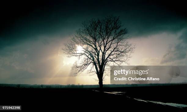 mystic tree - alfano foto e immagini stock