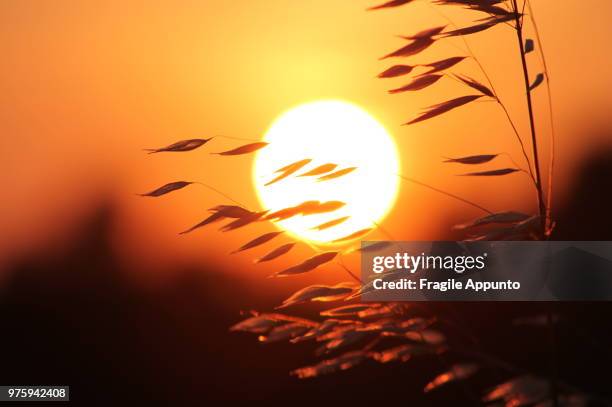 ear of oats lit by sunset - oat ear stock pictures, royalty-free photos & images