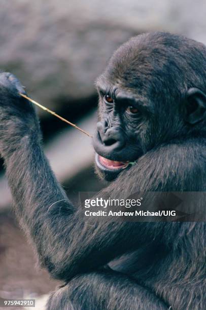 young western lowland gorilla chewing the leaves off a branch. - chewing with mouth open stock pictures, royalty-free photos & images
