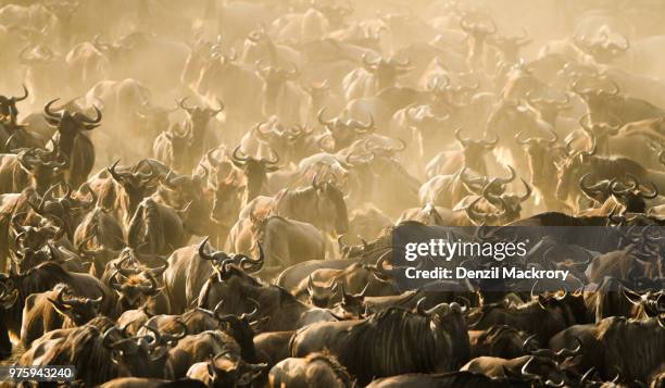 blue wildebeest (connochaetes taurinus) herd, narok county, kenya - narok stockfoto's en -beelden